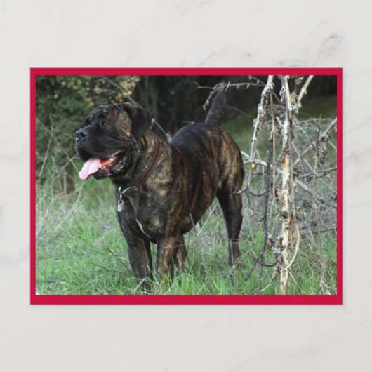 Cane Corso Italiaans Mastiff Briefkaart (Voorkant)