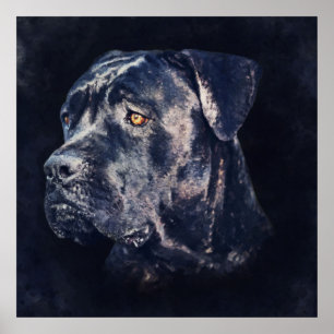Cane Corso - Italiaans Mastiff-portret Poster