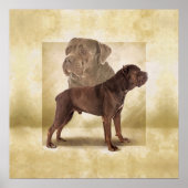 Cane Corso - Italiaans Mastiff Poster (Voorkant)