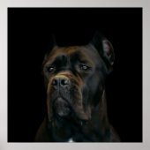 Cane Corso - Italiaans Mastiff Poster (Voorkant)