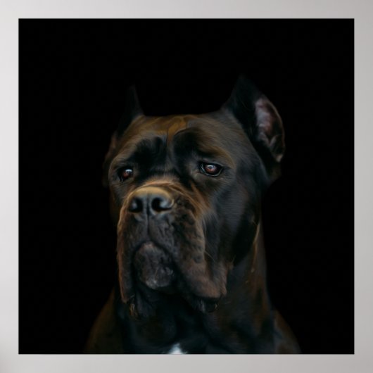 Cane Corso - Italiaans Mastiff Poster (Voorkant)