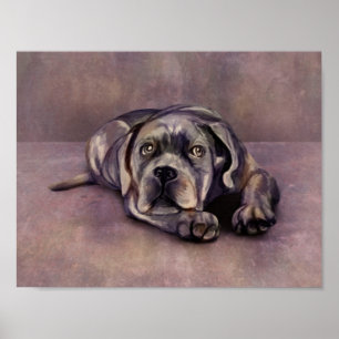 Cane Corso - Italiaanse Mastiff Puppy Poster
