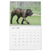 Cane Corso Kalender (Mar 2026)