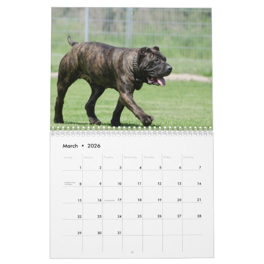 Cane Corso Kalender (Mar 2026)