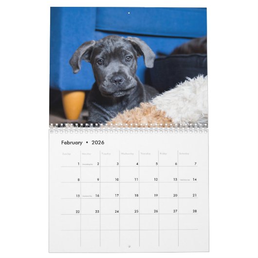 Cane Corso Kalender (Feb 2026)