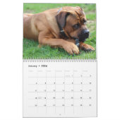 Cane Corso Kalender (Jan 2026)