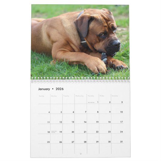 Cane Corso Kalender (Jan 2026)