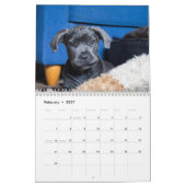 Cane Corso Kalender (Feb 2027)