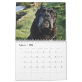 Cane Corso Kalender (Feb 2026)