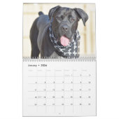 Cane Corso Kalender (Jan 2026)