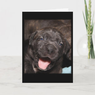 Cane Corso Mastiff Puppy Kaart