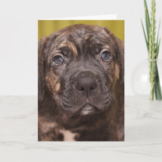 Cane Corso Mastiff Puppy Note Kaart (Voorkant)