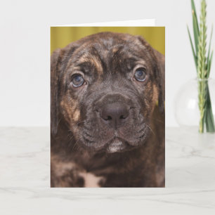 Cane Corso Mastiff Puppy Note Kaart