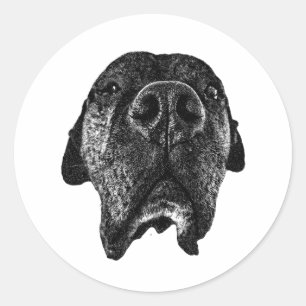 Cane Corso Neus Sticker Bold Dog Art