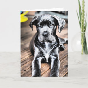 Cane Corso Pup 2.png Kaart
