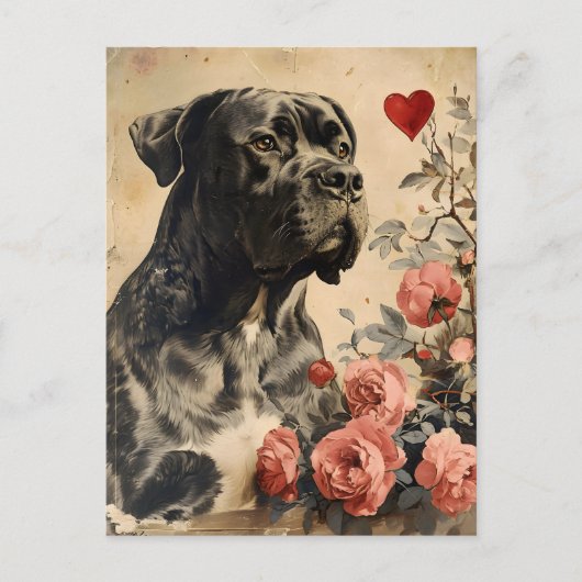 Cane Corso  Valentijnsdag Briefkaart (Voorkant)