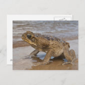 Cane Toad Rhinella marina, voorheen Bufo Briefkaart (Voorkant / Achterkant)
