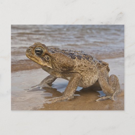 Cane Toad Rhinella marina, voorheen Bufo Briefkaart (Voorkant)