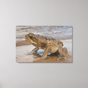 Cane Toad Rhinella marina, voorheen Bufo Canvas Afdruk