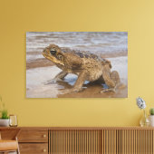 Cane Toad Rhinella marina, voorheen Bufo Canvas Afdruk (Insitu (Woonkamer))