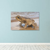 Cane Toad Rhinella marina, voorheen Bufo Canvas Afdruk (Insitu (Houten vloer))