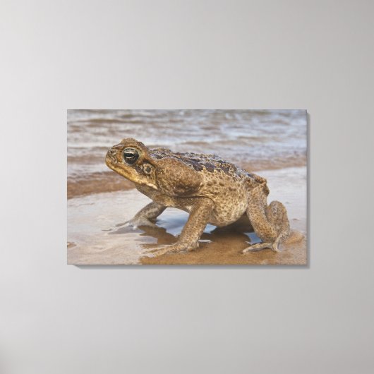 Cane Toad Rhinella marina, voorheen Bufo Canvas Afdruk (Voorkant)