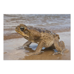 Cane Toad Rhinella marina, voorheen Bufo Foto Afdruk