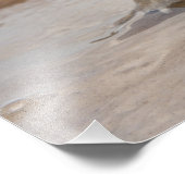 Cane Toad Rhinella marina, voorheen Bufo Foto Afdruk (Hoek)