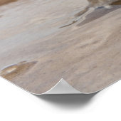 Cane Toad Rhinella marina, voorheen Bufo Poster (Hoek)