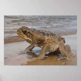 Cane Toad Rhinella marina, voorheen Bufo Poster
