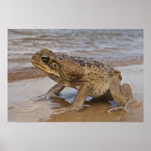 Cane Toad Rhinella marina, voorheen Bufo Poster (Voorkant)