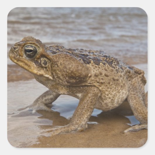 Cane Toad Rhinella marina, voorheen Bufo Vierkante Sticker (Voorkant)