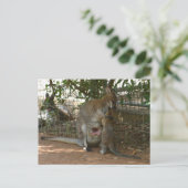 Cangaroo Briefkaart (Staand voorkant)