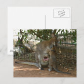 Cangaroo Briefkaart (Voorkant / Achterkant)