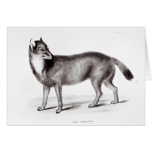 Canis Antarcticus (Voorkant Horizontaal)