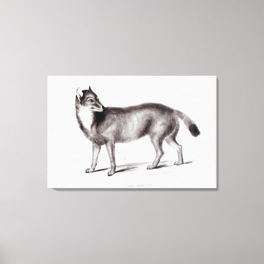 Canis Antarcticus Canvas Afdruk (Voorkant)