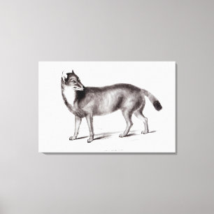 Canis Antarcticus Canvas Afdruk