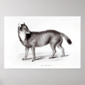 Canis Antarcticus Poster (Voorkant)
