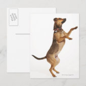 Canis familiaris 2 briefkaart (Voorkant / Achterkant)