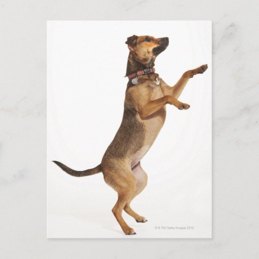Canis familiaris 2 briefkaart (Voorkant)