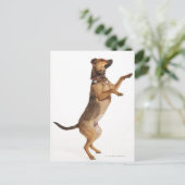 Canis familiaris 2 briefkaart (Staand voorkant)