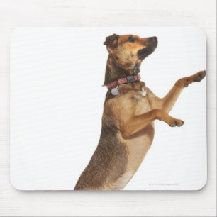 Canis familiaris 2 muismat