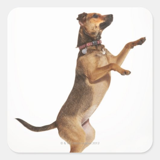 Canis familiaris 2 vierkante sticker (Voorkant)