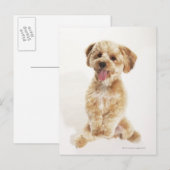 Canis familiaris briefkaart (Voorkant / Achterkant)