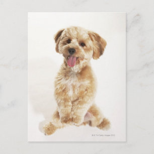 Canis familiaris briefkaart