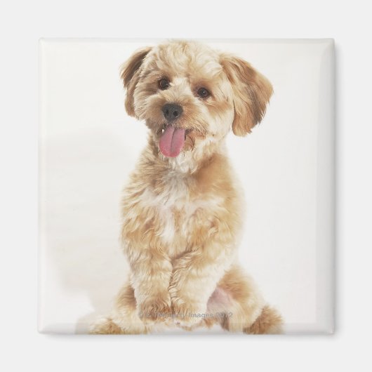 Canis familiaris magneet (Voorkant)
