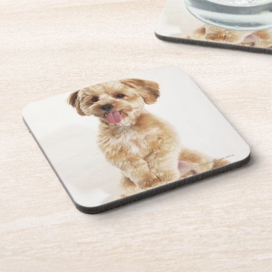 Canis familiaris onderzetter (Linkerzijde)