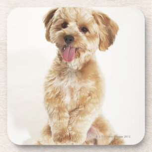 Canis familiaris onderzetter