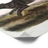 Canis lupus, Black American Wolf. Mannelijk. Antie Poster (Hoek)