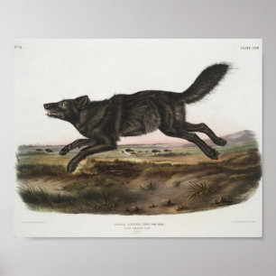 Canis lupus, Black American Wolf. Mannelijk. Antie Poster